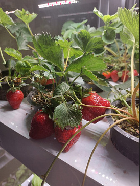 Цифровая Био-лаборатория для выращивания ягод – портал поставщиков НСППО - 6